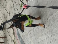 7 aylık pinscher yavrumuz sahiplendirilecek