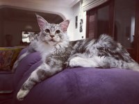Yalnızca ömürlük tecrübeli ailelere safkan maine coon