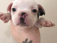 5 erkek yavru french bulldog sahiplenilmeyi bekliyor