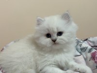 Masmavi gözlü british longhair dişi yavru