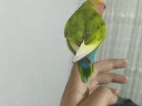 Acil satılık sevda papağanımız