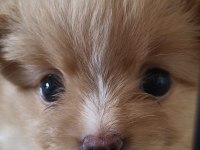 Pomeranian Dişi Mikro İmperium