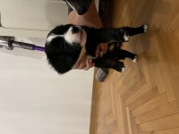 5 adet yavru köpeğimizi sahiplendiriyoruz