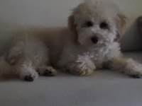 Toy poodle erkek 6 aylık
