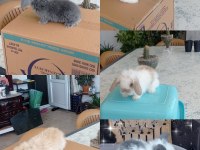 Cüce ve Lop Irkı Tavşan