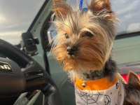 İstanbul Beylikdüzü Yorkshire Terrier