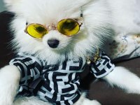 Pomeranian Boo Erkek