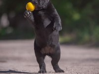 Fci Şecereli Labrador Retriever
