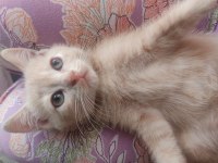 British Shorthair Aslan Parçası Yeni Yuvasını Arıyor