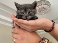 2 Aylık British Shorthair