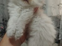 British Longhair Kediler