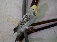 Eş kuslar