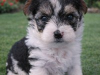 Küçük Boy Maksimum Sevgi Morkie Yavrular