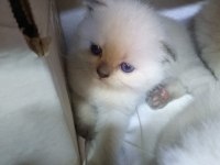 Scottish fold yavrular