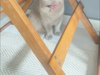 Kedi sahiplendirmek istiyorum