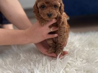 Toy Poodle yavrularımız 50 günlük sağlıklı