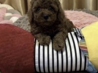Toy Poodle Köpekleri
