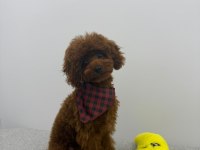 Toy Poodle 4 Aylık