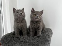 Gri British shorthair cinsi yavrumuza yuva arıyoruz