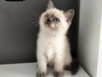 British shorthair Blue point Erkek yavrum