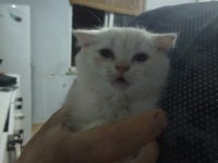 Scottish fold yavrular