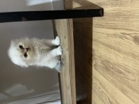 Minik erkek scottish fold oğlum