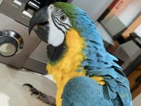 Blue gold macaw evcil