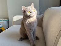 LİLAC BRİTİSH SHORTHAİR KEDİMİZE AİLE ARIYORUZ