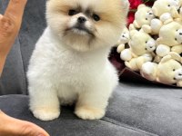 Orjinal Pomeranian Boo