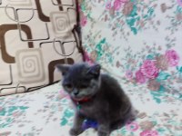 2 aylık erkek british shorthair