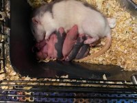 FARELİ KÖYÜN KAVALCISINDAN EVCİL RAT FARELERİ