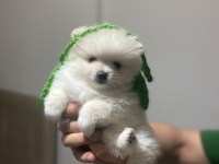 Sevimli pomeranian prenses
