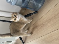 11 aylık british shorthair gold