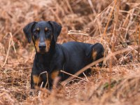 3 AYLIK DİŞİ DOBERMAN