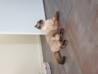 11 aylık british shorthair çiftleştirme