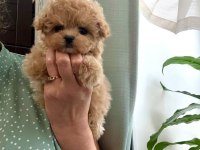 En özel kore maltipoo yavruları