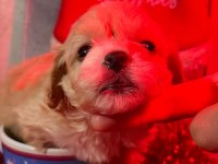 MİNYATÜR MALTİPOO YAVRULAR