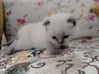 Scottish ve blue point kediler