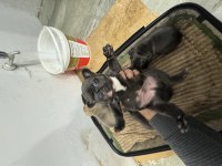Saf kan 6 haftalık french bulldog bilgi için arayınız