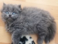 British Longhair DİŞİ SAFKAN
