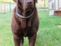 Şecereli Çikolata Labrador Retriever Yavrular