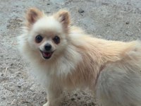 11 Aylık Pomeranian Boo