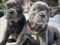 Blue French Bulldog Yavruları Çiftlikten 