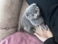 2 aylık iç dış parazitleri yapıldı british shorthair