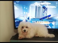 2 yaş dişi sıfır numara maltese terrier
