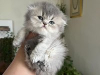 Scottish fold ve scottish straight dişi ve erkek