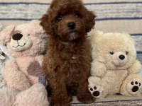 Kızıl Kahve Mükemmel Toy Boy Poodle