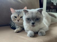 Scottish Fold British Shorthair Yavrular