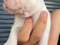 French Bulldog Yavrular , Balıkesir / Merkez