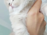 Safkan şecereli anne babadan british longhair prenses
